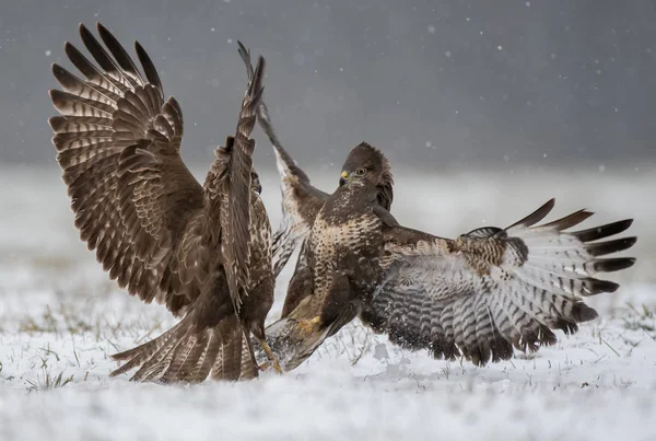 Visão Perto Dos Buzzards Comuns Lutando — Fotografia de Stock