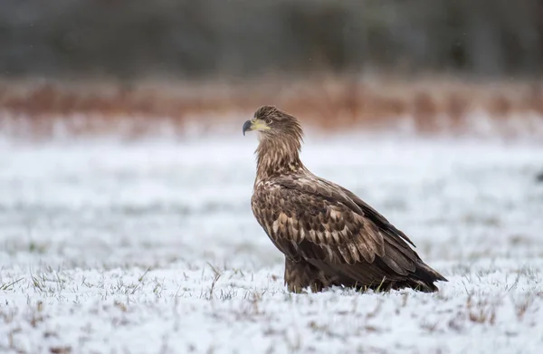 Zbliżenie Tailed Orzeł Biały Naturalnym Środowisku — Zdjęcie stockowe