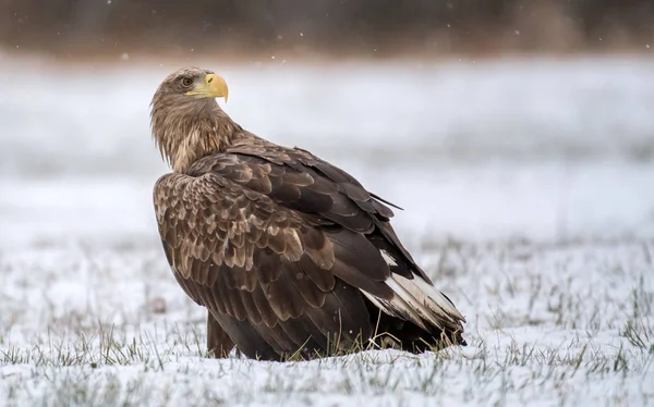 Close Van Witte Staart Adelaar Natuurlijke Habitat — Stockfoto