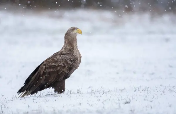 Close Van Witte Staart Adelaar Natuurlijke Habitat — Stockfoto