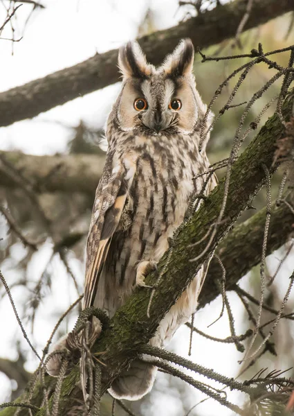 Long Eared Owl Sitting Tree — Stock Photo, Image