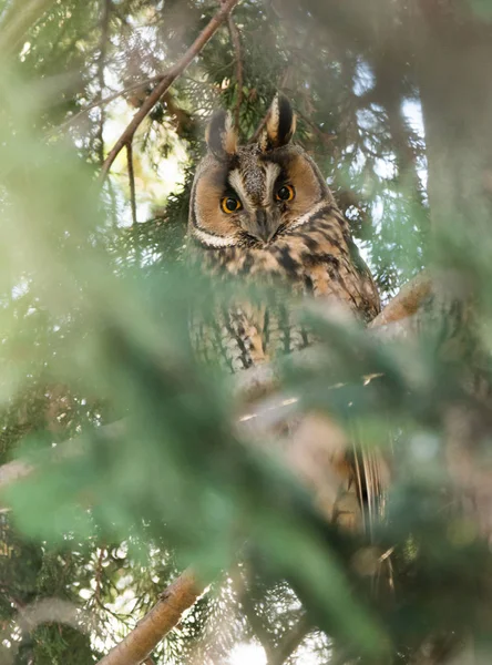 Hibou Des Marais Assis Sur Arbre — Photo