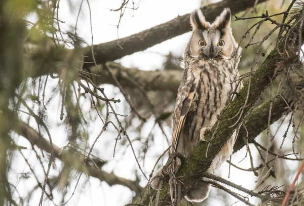 Langohr Sitzt Auf Baum — Stockfoto