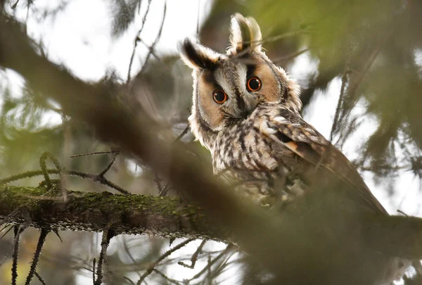 Langohr Sitzt Auf Baum — Stockfoto