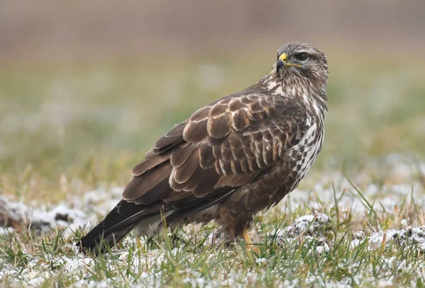 Close Vista Jovens Buzzard Comum Habitat Natural — Fotografia de Stock