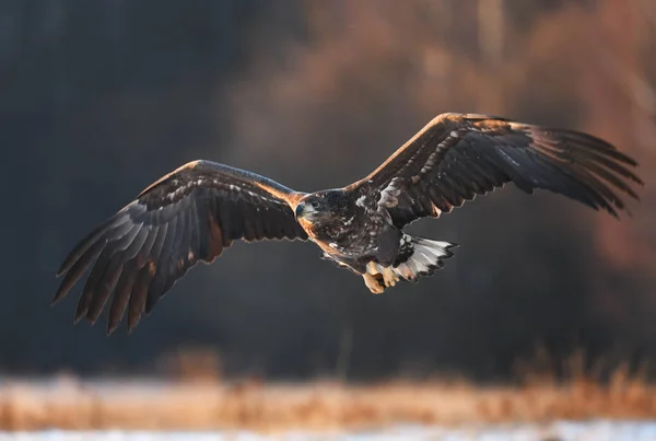 Närbild Bild Flygande Vita Tailed Eagle — Stockfoto