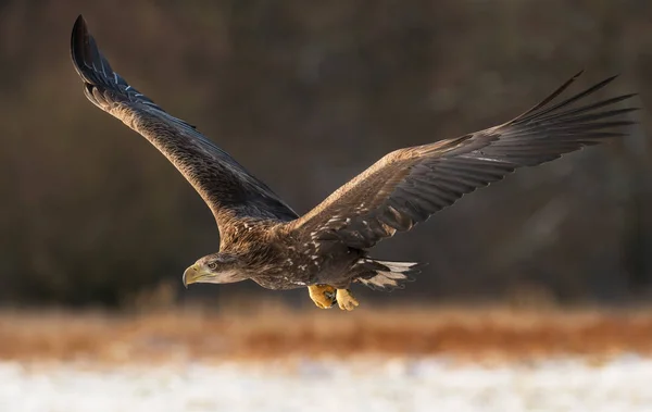 Zblízka Pohled Letící Bílé Sledoval Eagle — Stock fotografie
