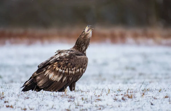 Close Van Witte Staart Adelaar Natuurlijke Habitat — Stockfoto