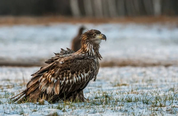 Close Van Witte Staart Adelaar Natuurlijke Habitat — Stockfoto