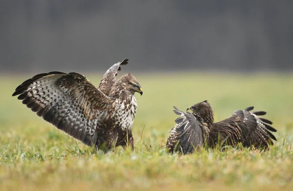 Common Buzzards Fighting Close — Zdjęcie stockowe