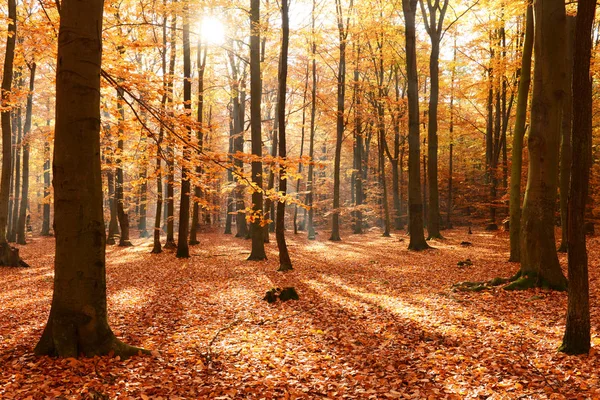 Vackra Dimmig Morgon Höst Skog — Stockfoto