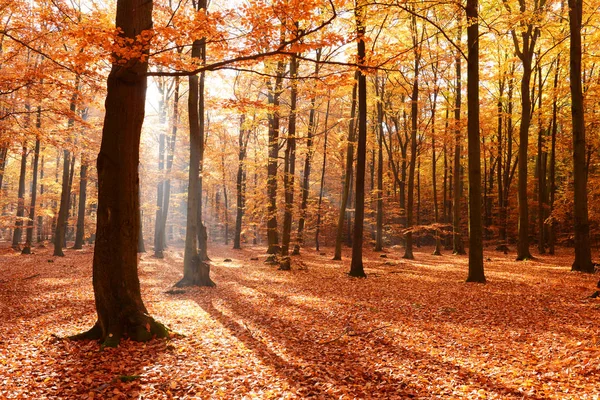 Beautiful Misty Morning Autumn Forest — Stock Photo, Image