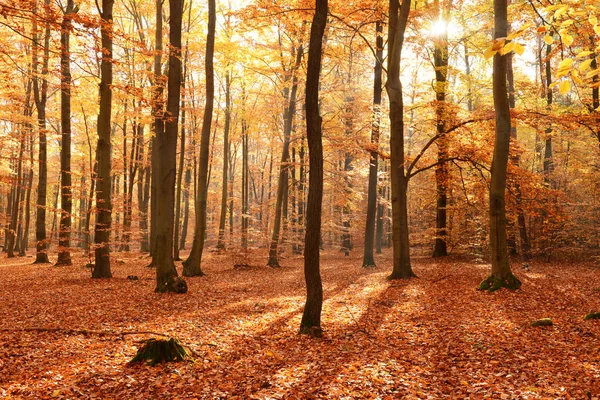 Vackra Dimmig Morgon Höst Skog — Stockfoto