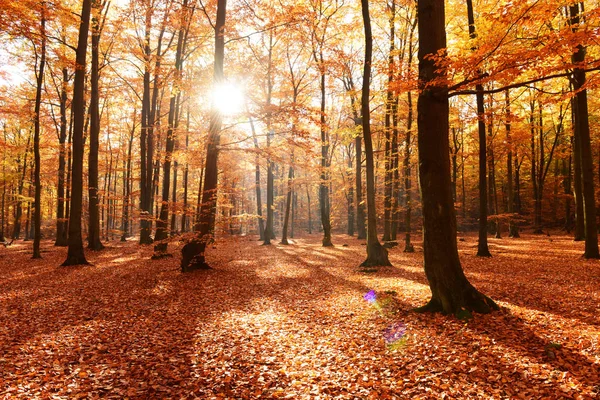 Őszi Erdő Gyönyörű Ködös Reggel — Stock Fotó