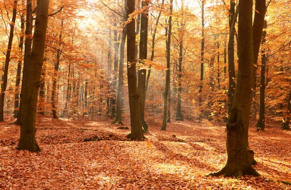 Sonbahar ormandaki güzel misty sabah