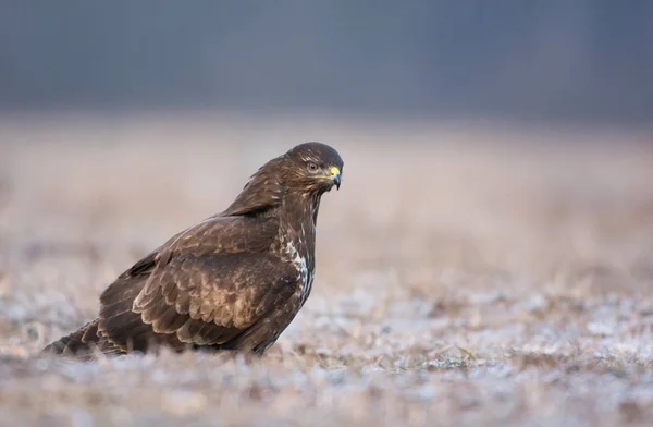 Close Vista Jovens Buzzard Comum Habitat Natural — Fotografia de Stock