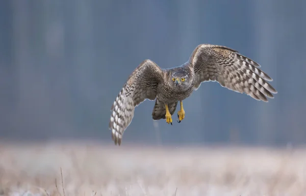 Vista Vicino Del Giovane Goshawk Settentrionale — Foto Stock