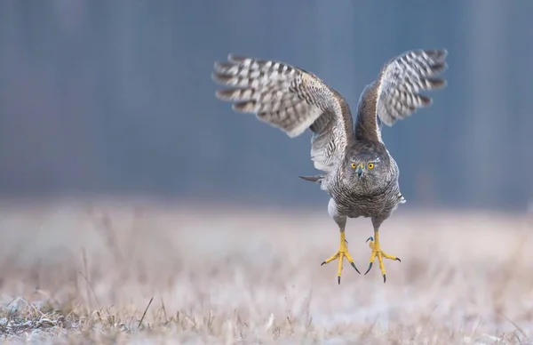 Vista Vicino Del Giovane Goshawk Settentrionale — Foto Stock