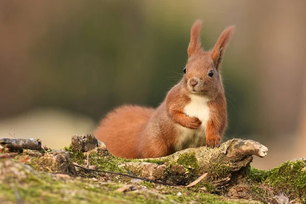 Close View Adorable Little Red Squirrel — Stock Photo, Image