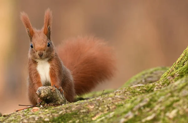 Close View Adorable Little Red Squirrel — Stock Photo, Image