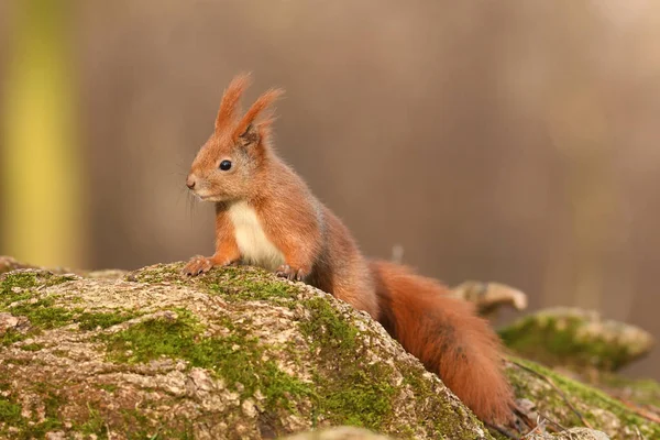 Close View Adorable Little Red Squirrel — Stock Photo, Image