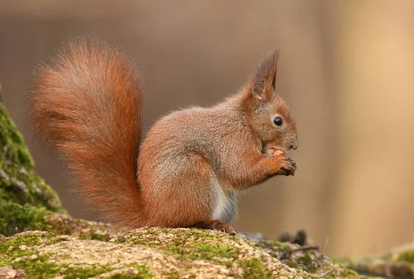 Sevimli minik sincap görünümünü kapat 