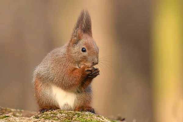 Close View Adorable Little Red Squirrel — Stock Photo, Image