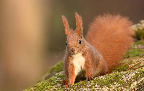 Close View Adorable Little Red Squirrel — Stock Photo, Image