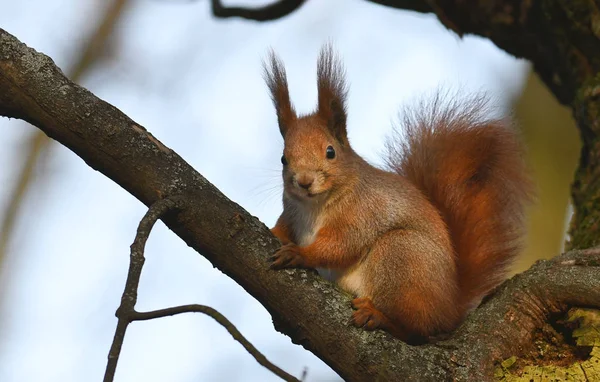 Close View Adorable Little Red Squirrel — Stock Photo, Image