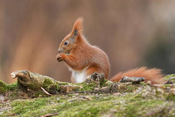 Close View Adorable Little Red Squirrel — Stock Photo, Image