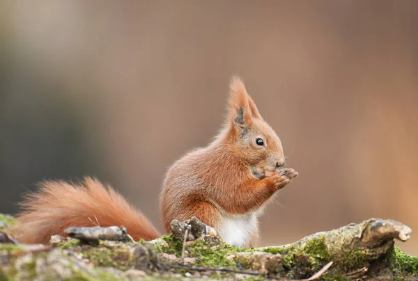 Close View Adorable Little Red Squirrel — Stock Photo, Image