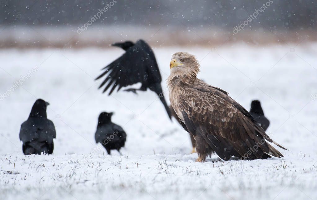 Close up view of white tailed Eagle and crows