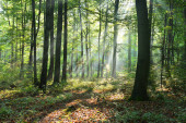 Картина, постер, плакат, фотообои "beautiful morning with sunbeams in the forest", артикул 214697650