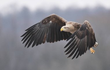 Beyaz kuyruklu kartal görünümünü kapat 