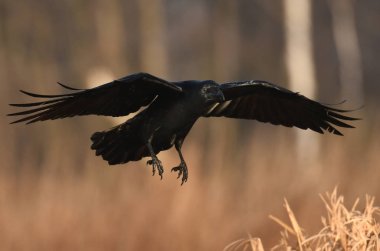 Doğal ortamında uçan ortak kuzgun