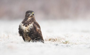 Bayağı şahin doğal ortamlarında görünümünü kapat