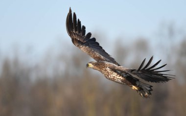 Doğal ortamında uçan kartal beyaz kuyruklu