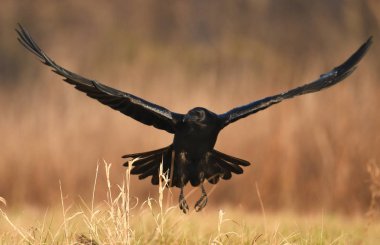 Doğal ortamında uçan ortak kuzgun