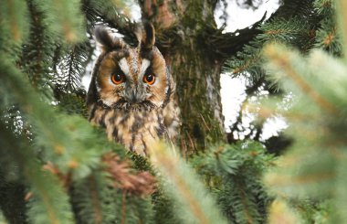 Uzun kulaklı Baykuş görünümünü kapat