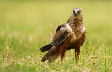Marsh harrier doğal ortamlarında görünümünü kapat