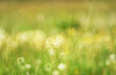 güzel yemyeşil yeşil çim arka plan