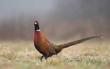 Boğmaklı sülün doğal ortamlarında görünümünü kapat