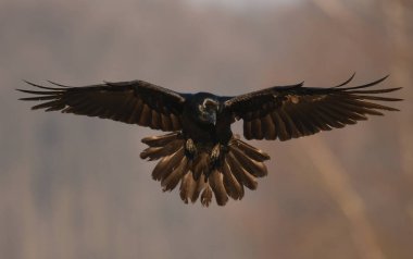 Doğal ortamında uçan ortak kuzgun