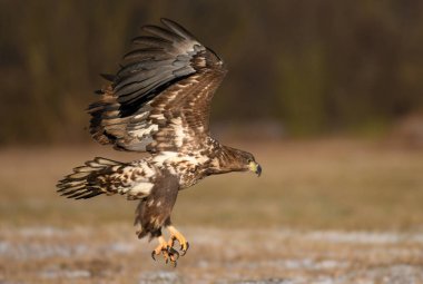 Doğal ortamında uçan kartal beyaz kuyruklu
