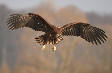 Doğal ortamında uçan kartal beyaz kuyruklu