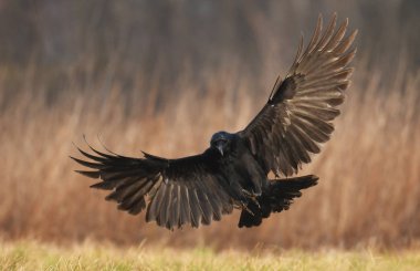 Doğal ortamında uçan ortak kuzgun
