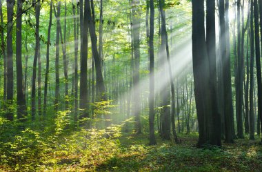 ormanda güneş ışınları ile güzel sabah