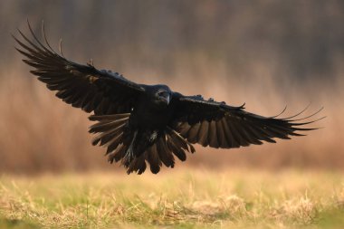 Doğal ortamında uçan ortak kuzgun