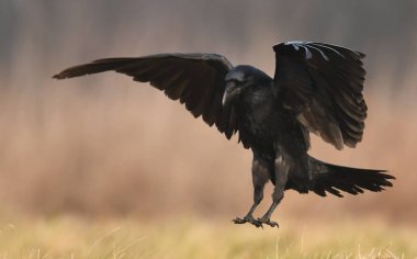 Doğal ortamında uçan ortak kuzgun