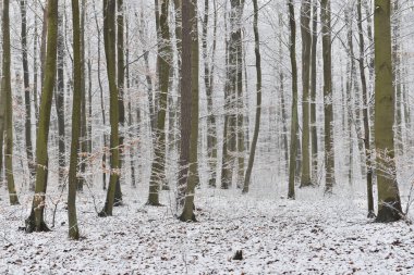 Güzel kış ormanı karla kaplı.